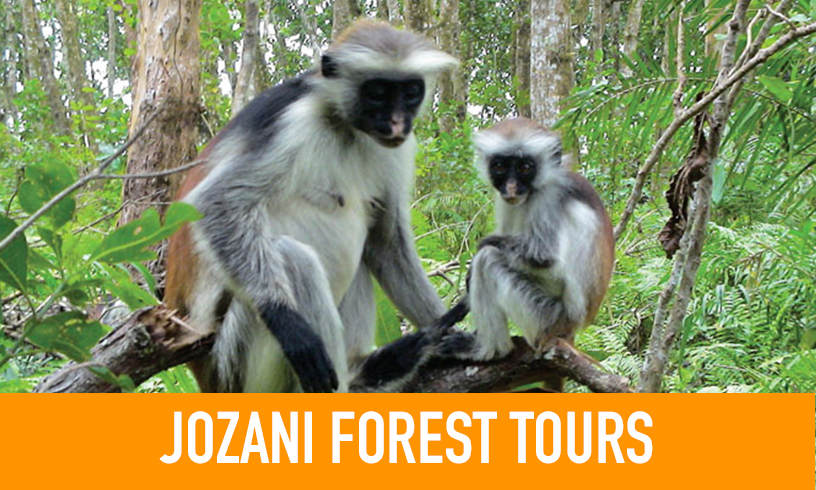 Jozani Forest Tours