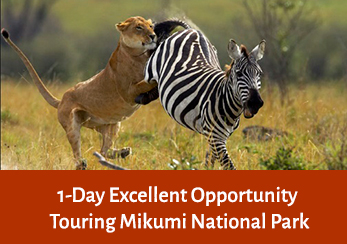 1-Day Excellent Opportunity Touring Mikumi National Park